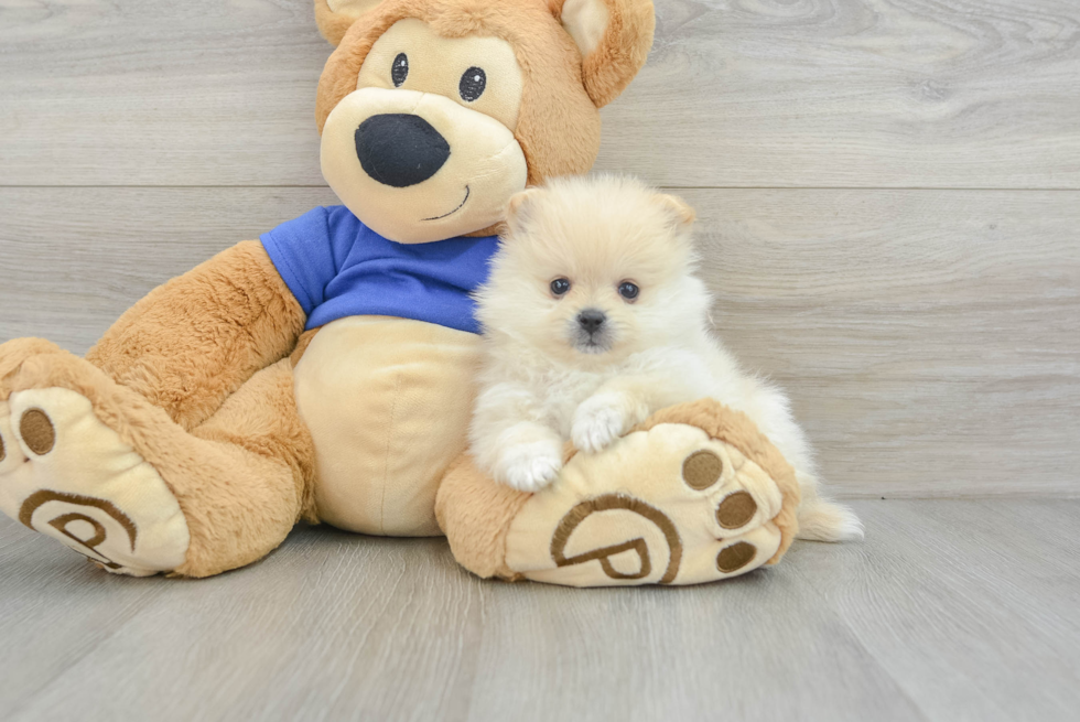 Pomeranian Puppy for Adoption