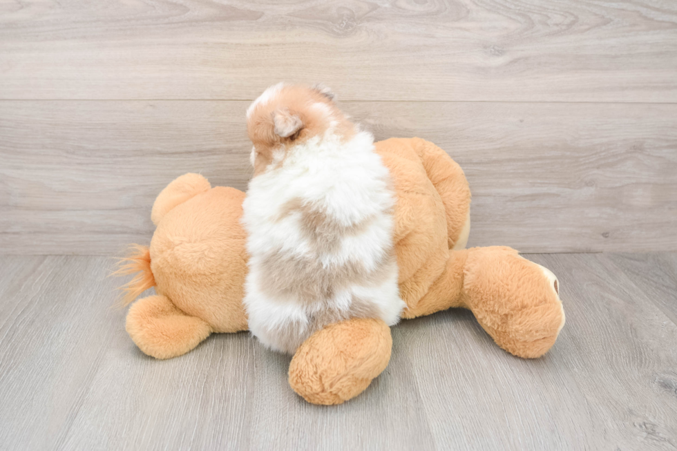 Smart Dwarf Spitz Purebred Puppy