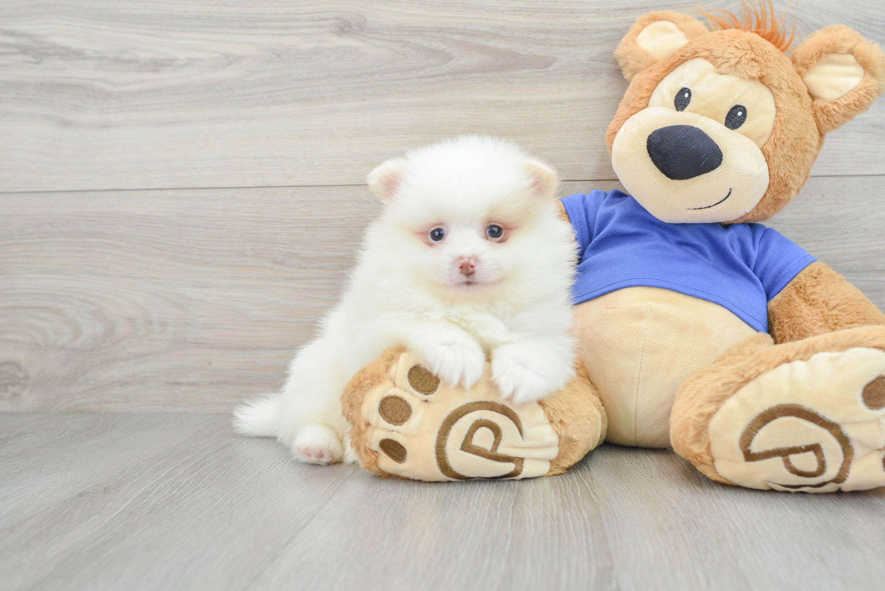 Best Pomeranian Baby