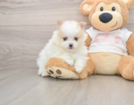 7 week old Pomeranian Puppy For Sale - Premier Pups