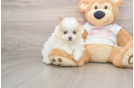 Pomeranian Puppy for Adoption