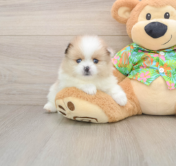 8 week old Pomeranian Puppy For Sale - Premier Pups