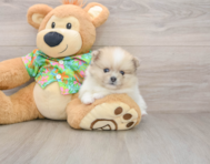 5 week old Pomeranian Puppy For Sale - Premier Pups