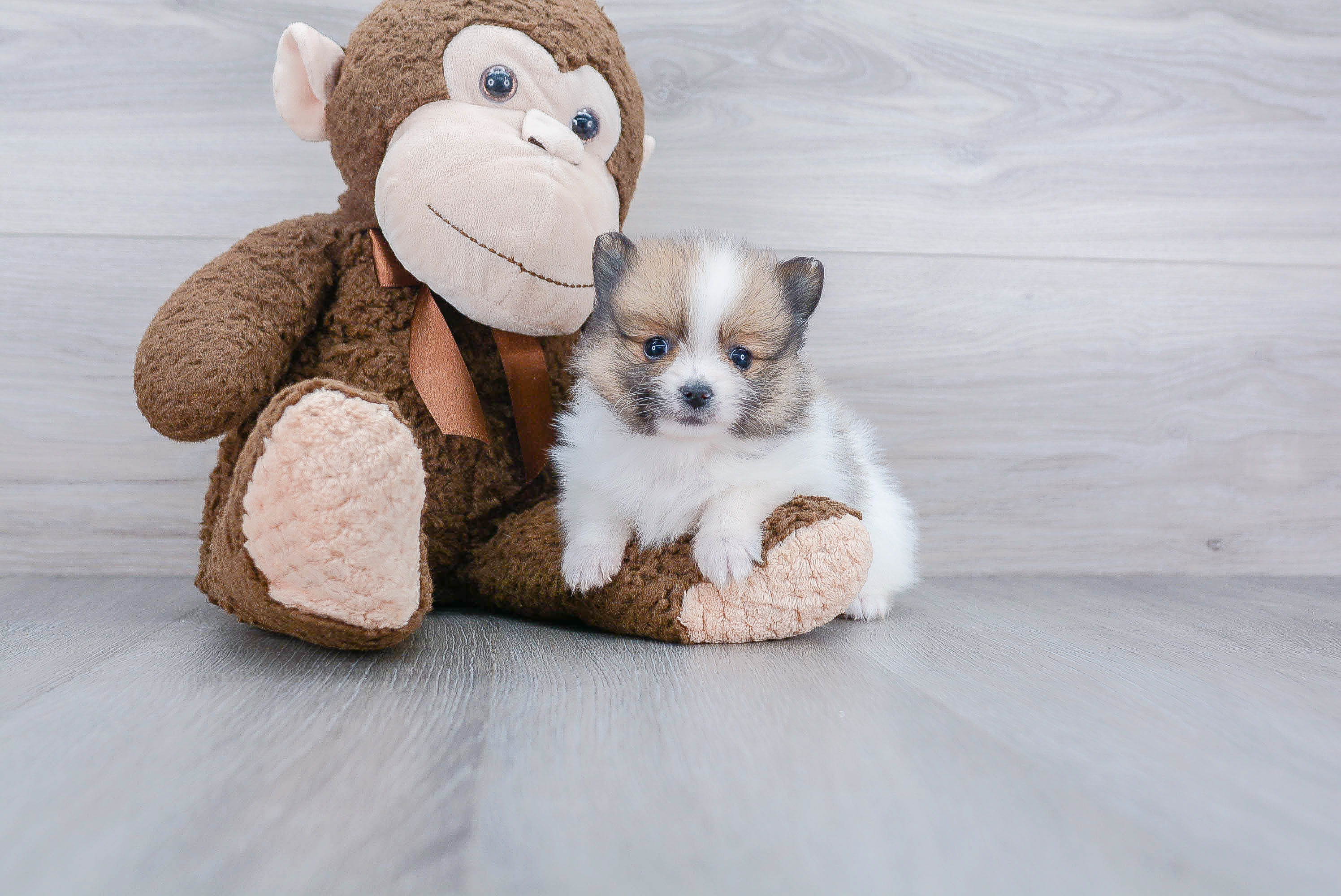 Pomeranian Pup Being Cute
