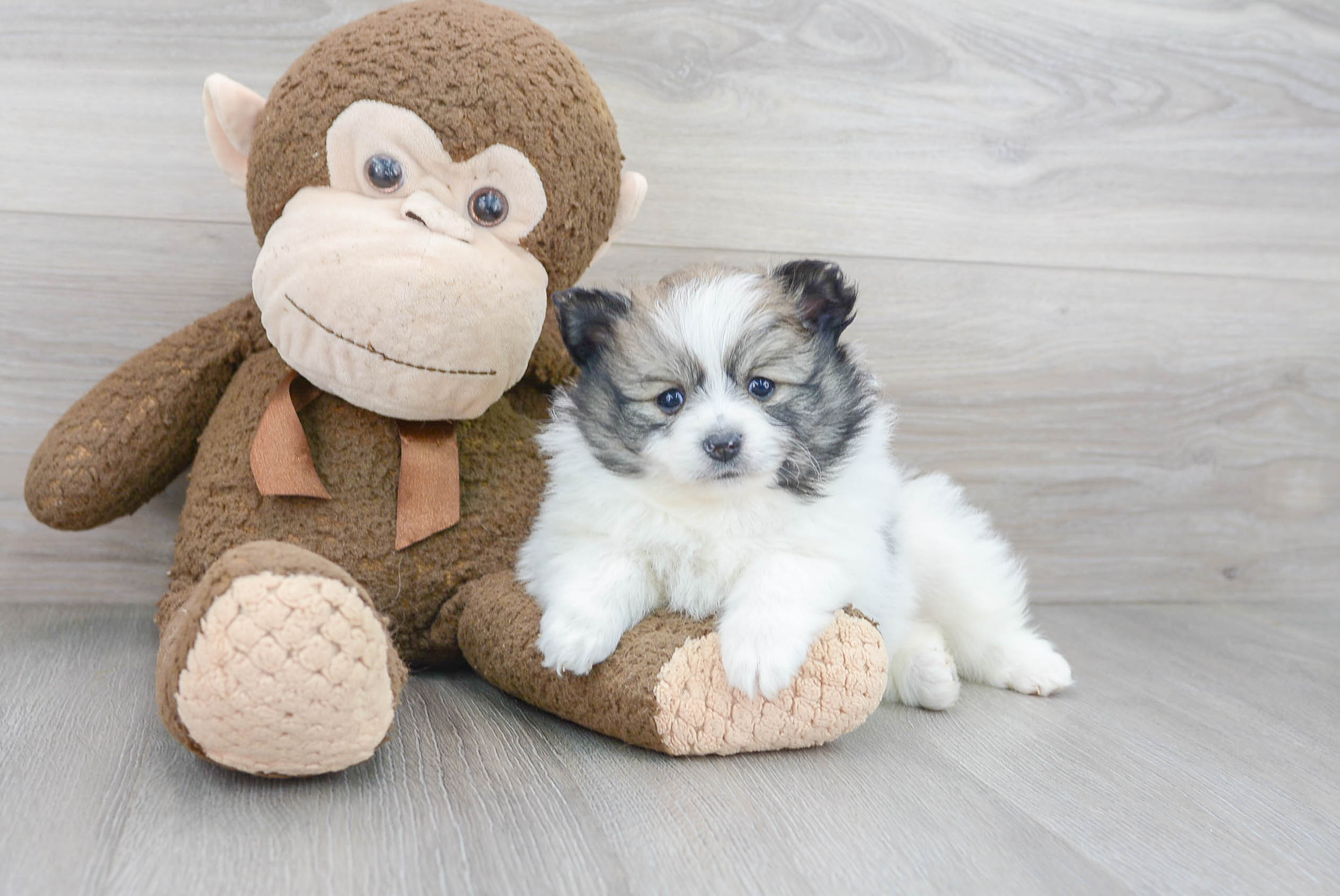 Akc Registered Pomeranian Purebred Pup