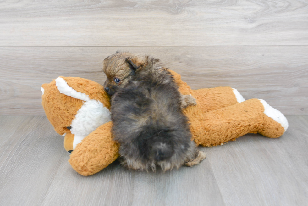 Popular Pomeranian Baby