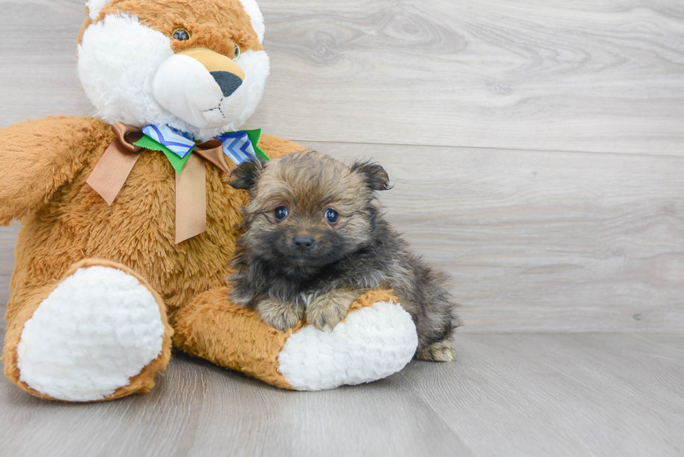 Pomeranian Pup Being Cute