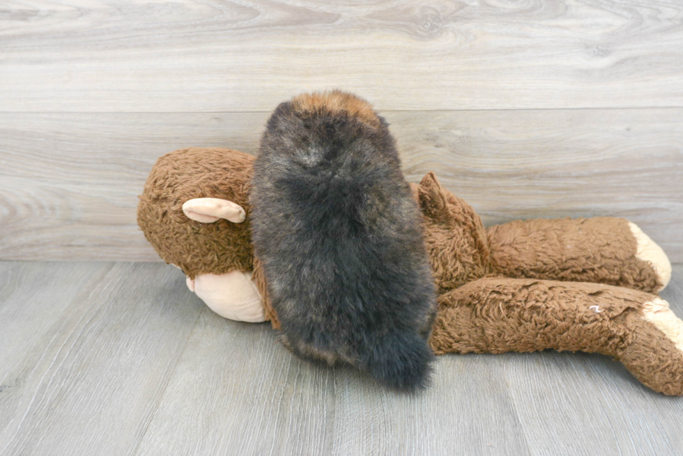 Pomeranian Pup Being Cute