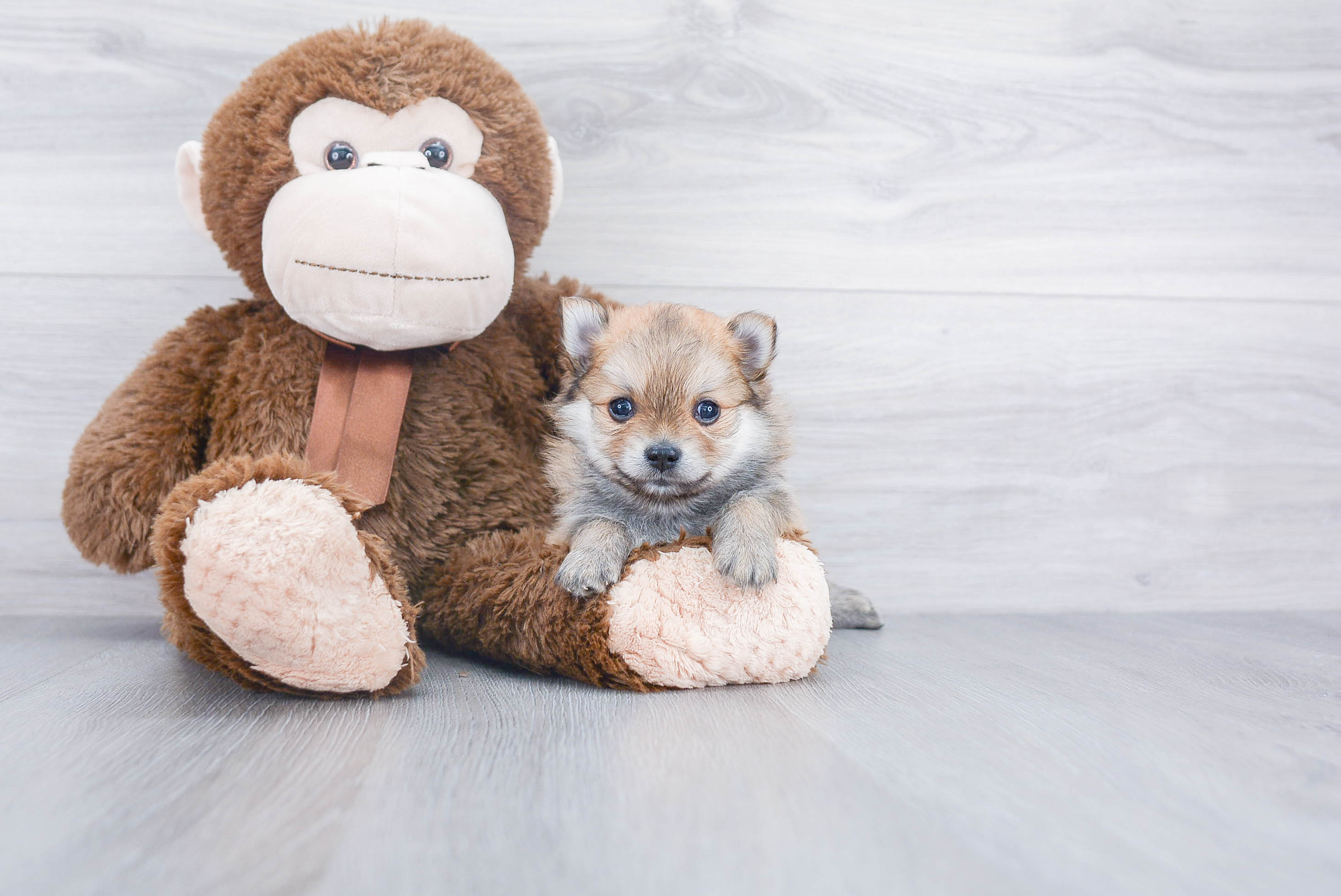 Pomeranian Puppy for Adoption
