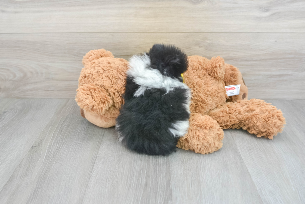 Pomeranian Pup Being Cute