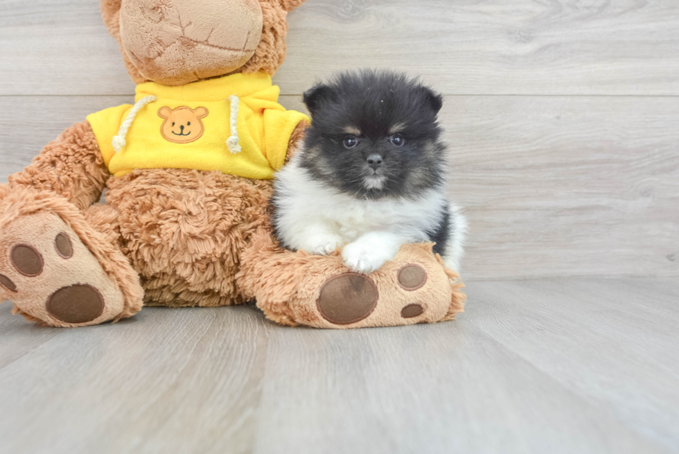Pomeranian Pup Being Cute