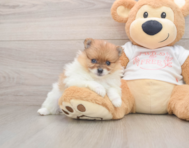 7 week old Pomeranian Puppy For Sale - Premier Pups