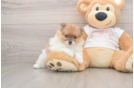 Pomeranian Puppy for Adoption