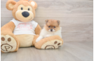 Pomeranian Puppy for Adoption