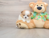 6 week old Pomeranian Puppy For Sale - Premier Pups