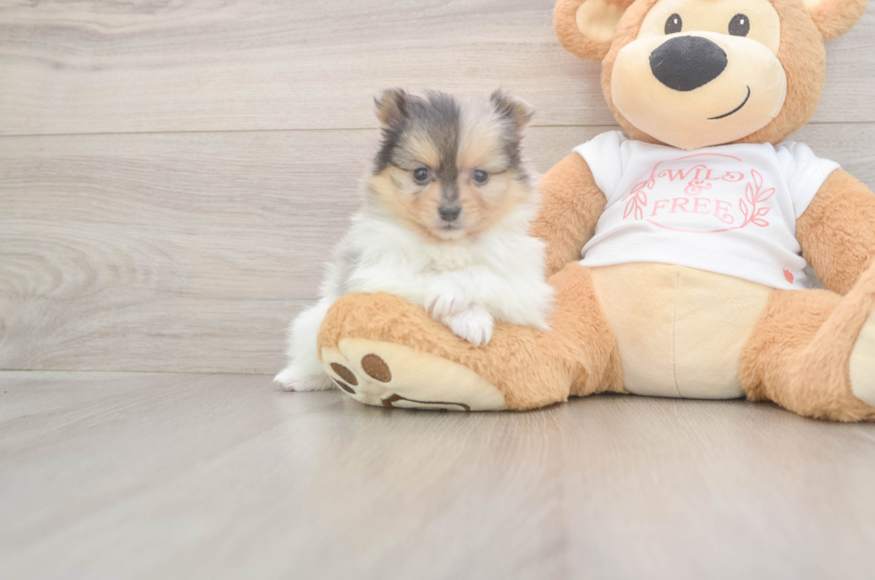 8 week old Pomeranian Puppy For Sale - Premier Pups