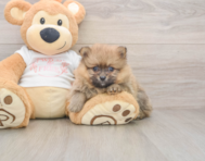 7 week old Pomeranian Puppy For Sale - Premier Pups