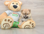 8 week old Pomeranian Puppy For Sale - Premier Pups