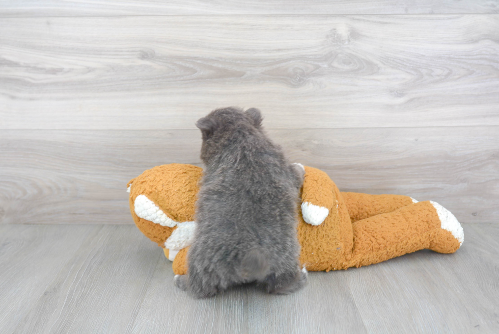 Akc Registered Pomeranian Purebred Pup