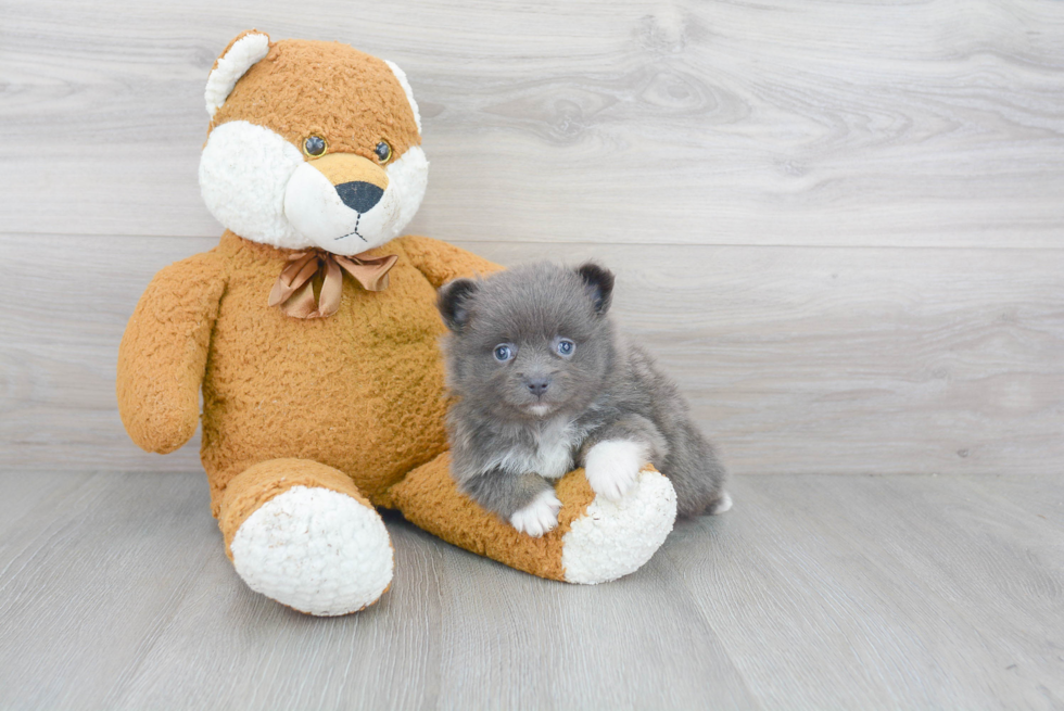 Pomeranian Puppy for Adoption