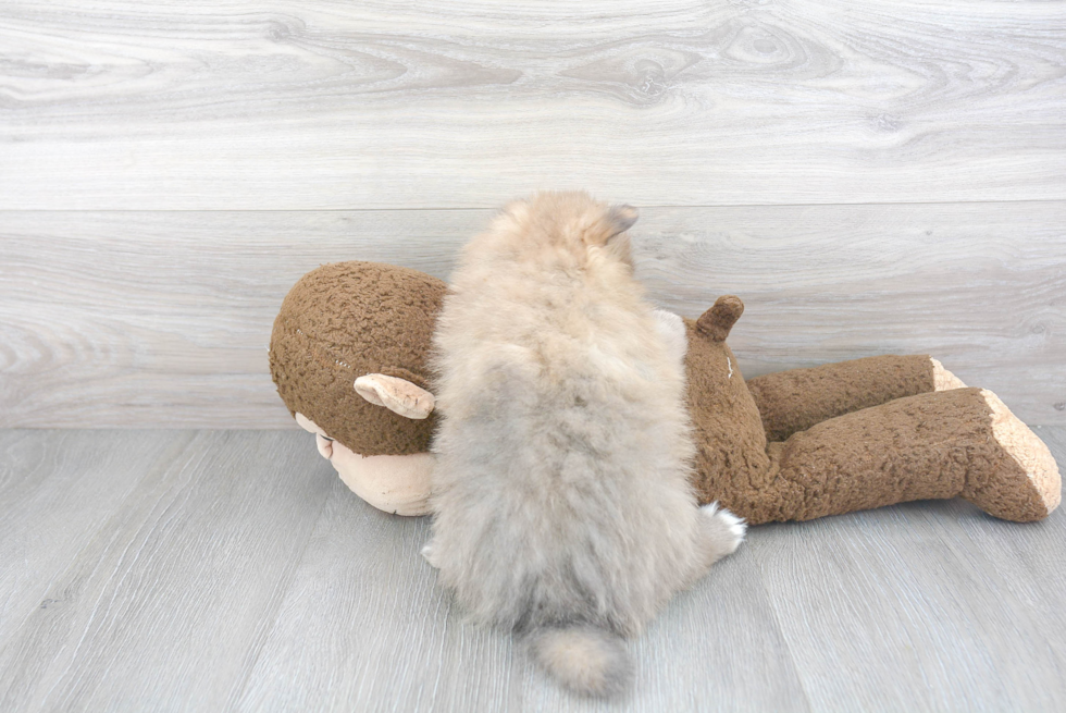 Adorable Pomeranian Purebred Puppy