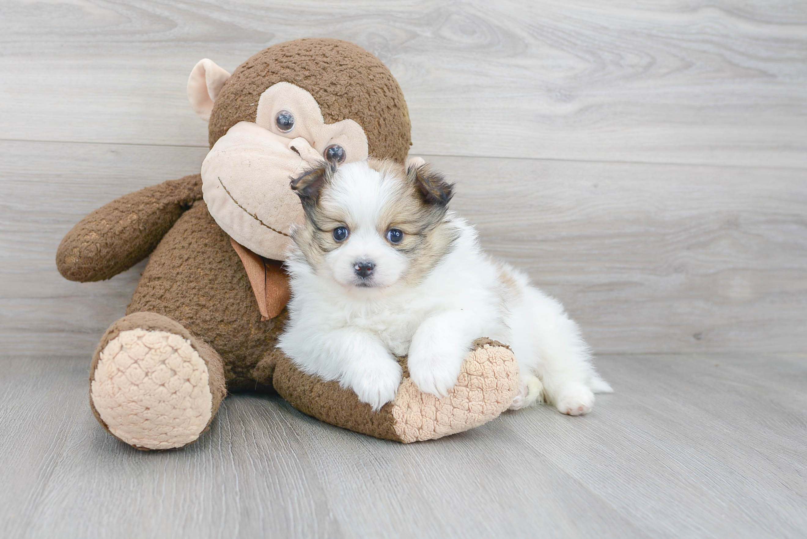 Adorable Pomeranian Purebred Puppy