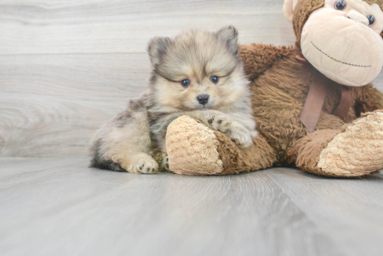 Hypoallergenic Pomeranian Purebred Pup