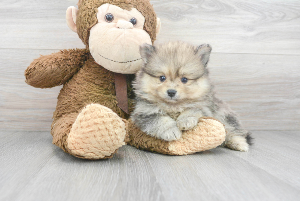 Playful Pomeranian Baby