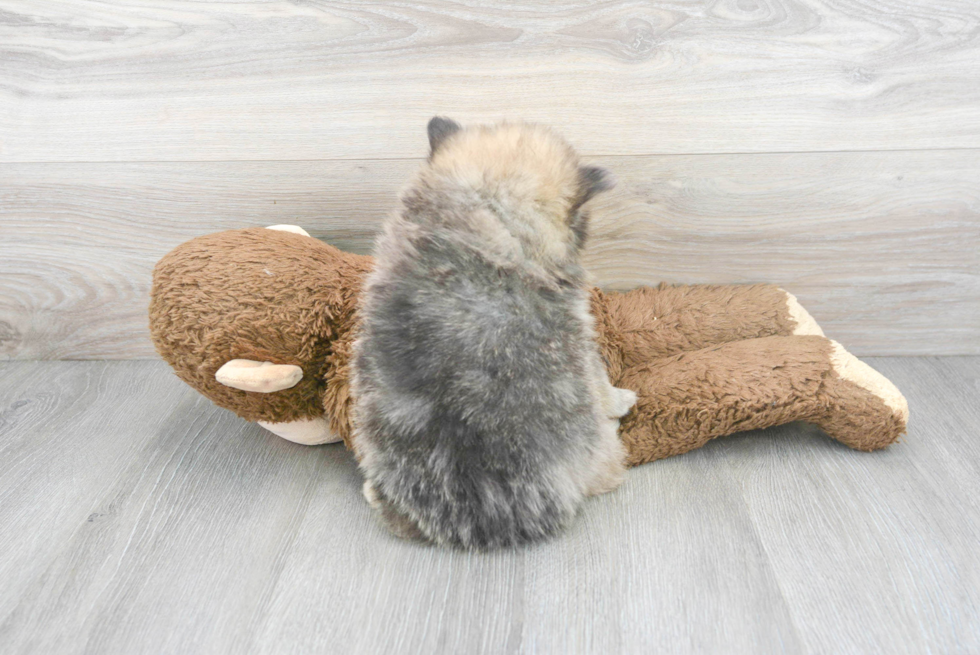 Best Pomeranian Baby