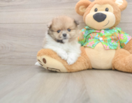8 week old Pomeranian Puppy For Sale - Premier Pups