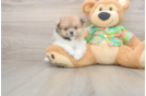 Pomeranian Pup Being Cute