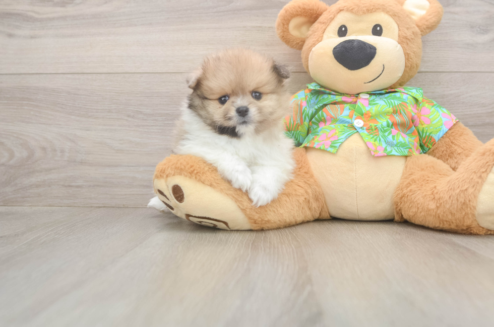 8 week old Pomeranian Puppy For Sale - Premier Pups
