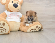 8 week old Pomeranian Puppy For Sale - Premier Pups