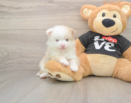 9 week old Pomeranian Puppy For Sale - Premier Pups