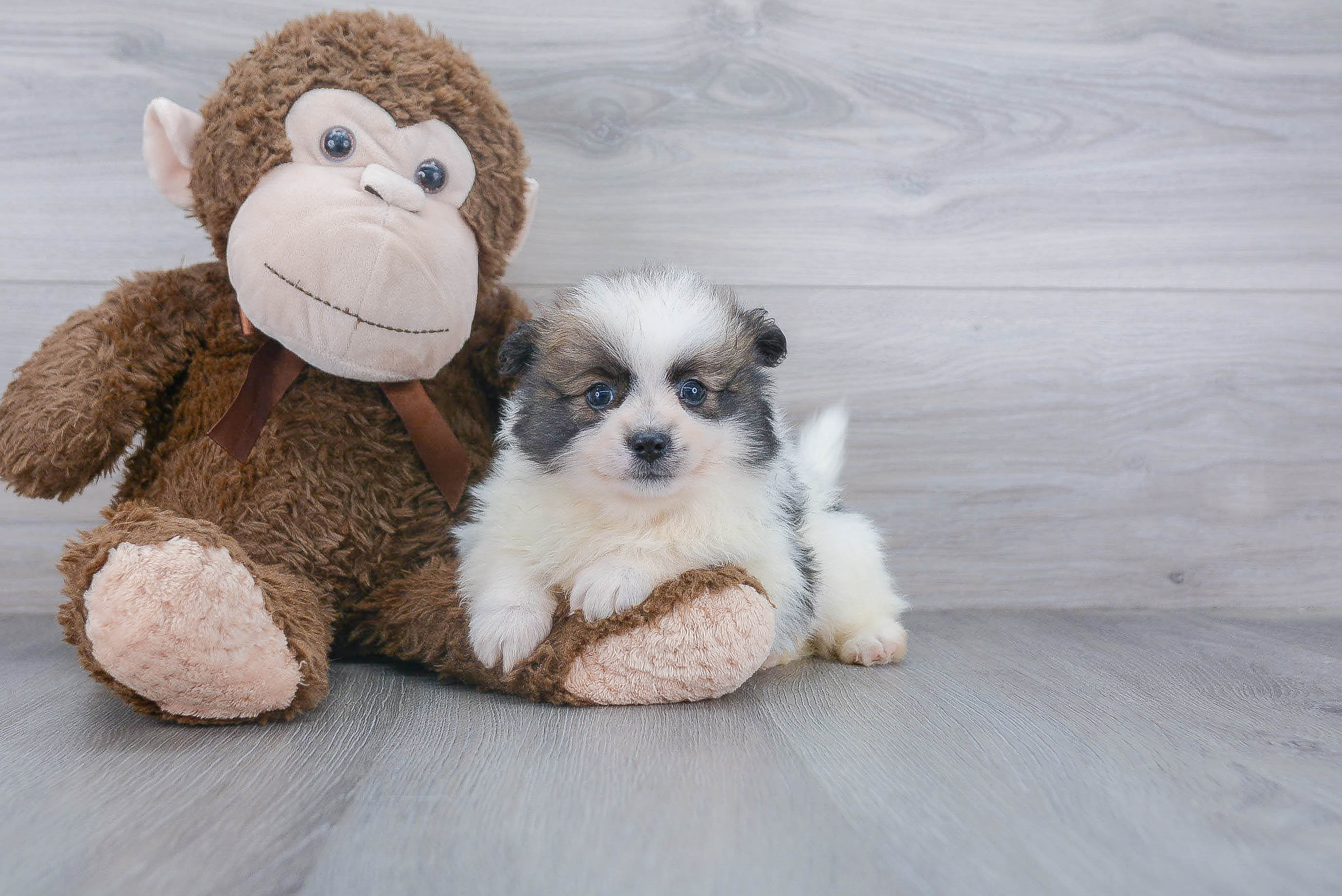 Pomeranian Puppy for Adoption