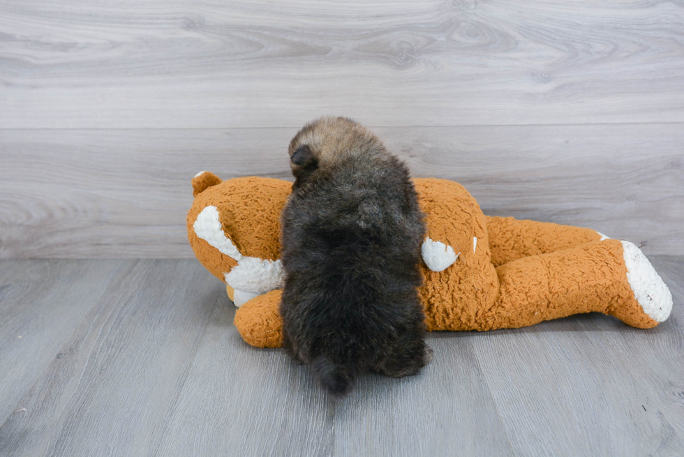 Pomeranian Puppy for Adoption