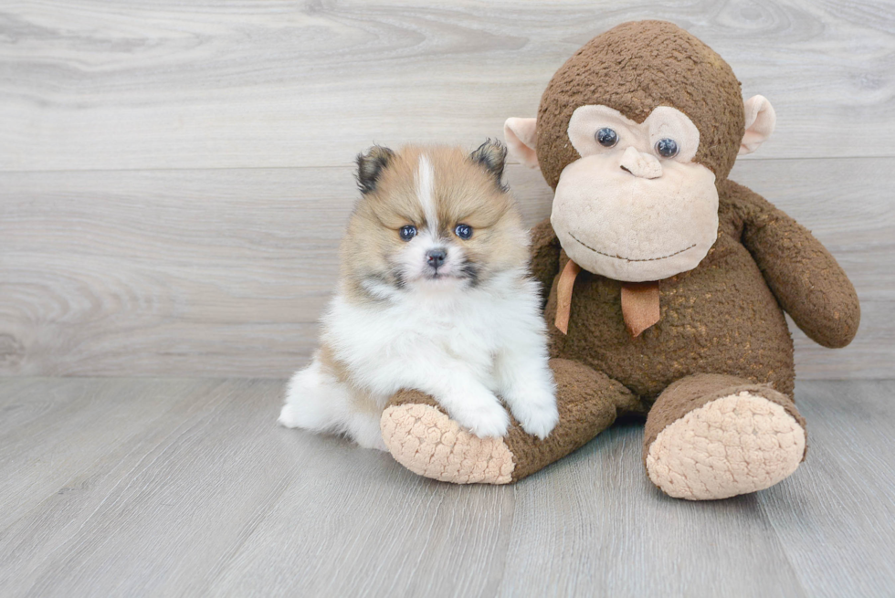 Best Pomeranian Baby