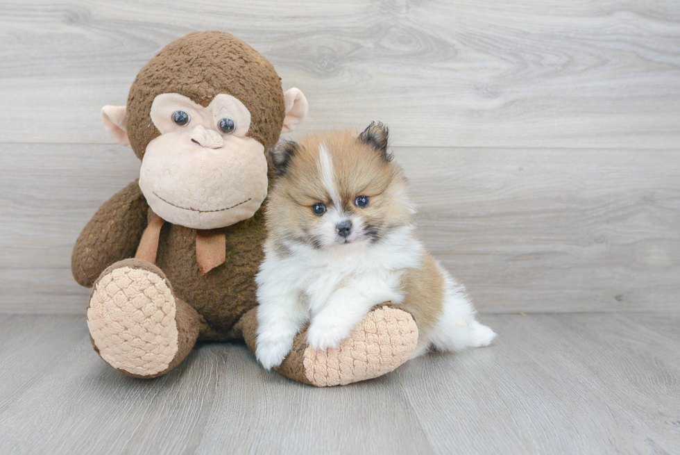 Happy Pomeranian Purebred Puppy