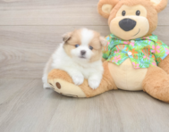 8 week old Pomeranian Puppy For Sale - Premier Pups