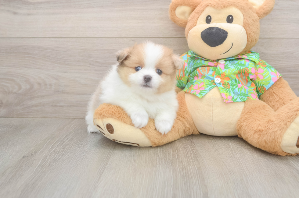 8 week old Pomeranian Puppy For Sale - Premier Pups