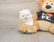 9 week old Pomeranian Puppy For Sale - Premier Pups