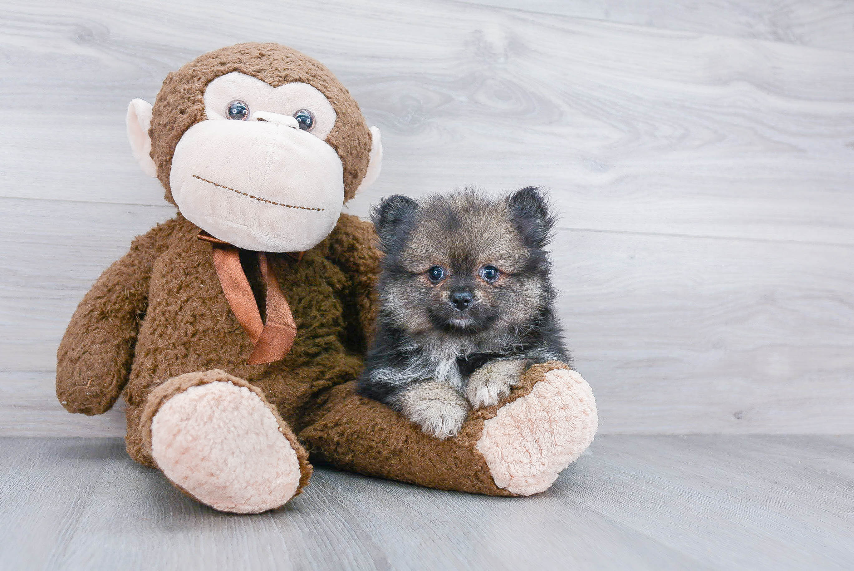 Pomeranian Pup Being Cute