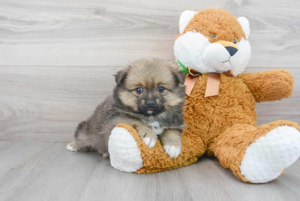 Pomeranian Pup Being Cute