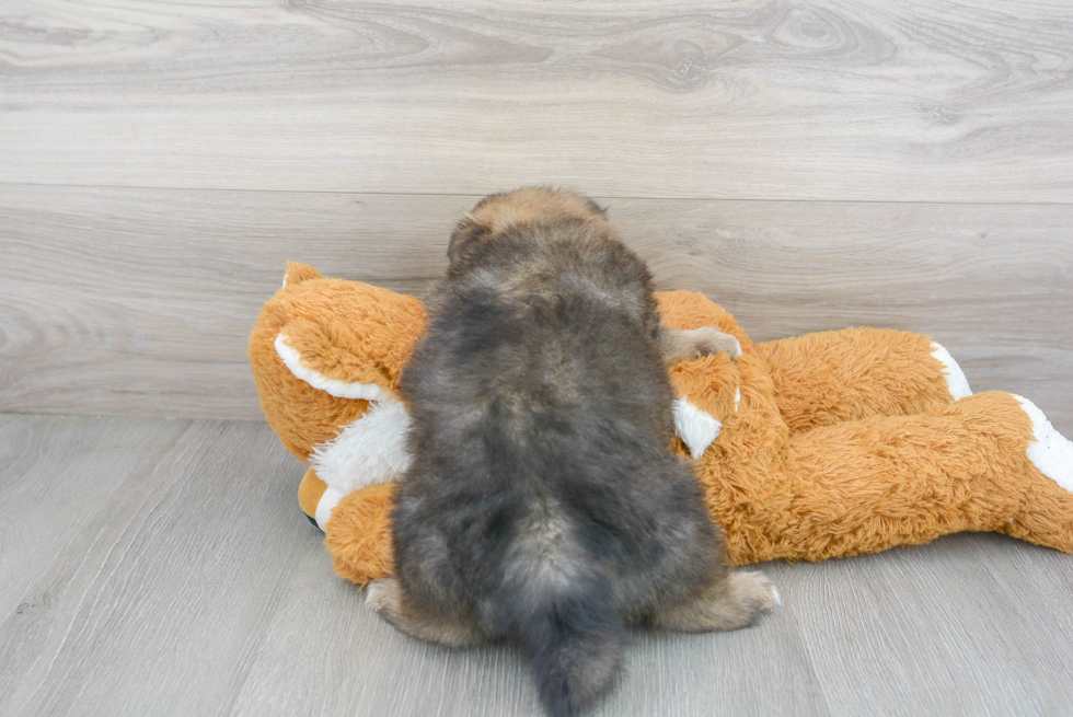 Best Pomeranian Baby