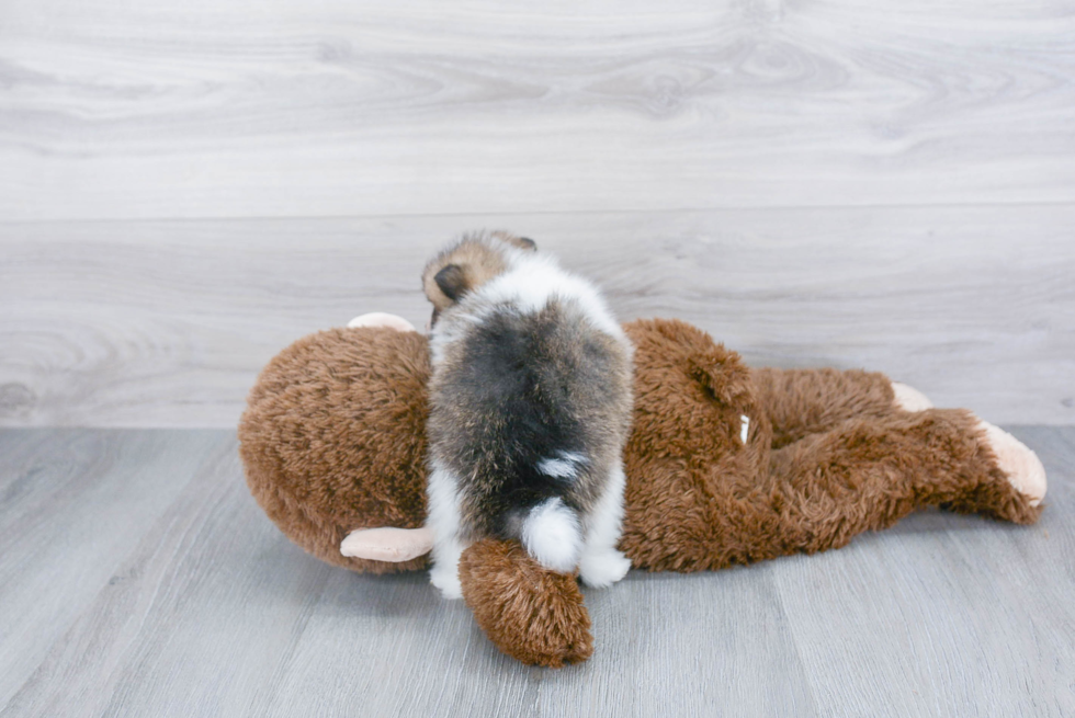 Small Pomeranian Purebred Pup