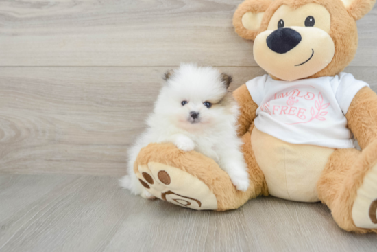 Akc Registered Pomeranian Baby