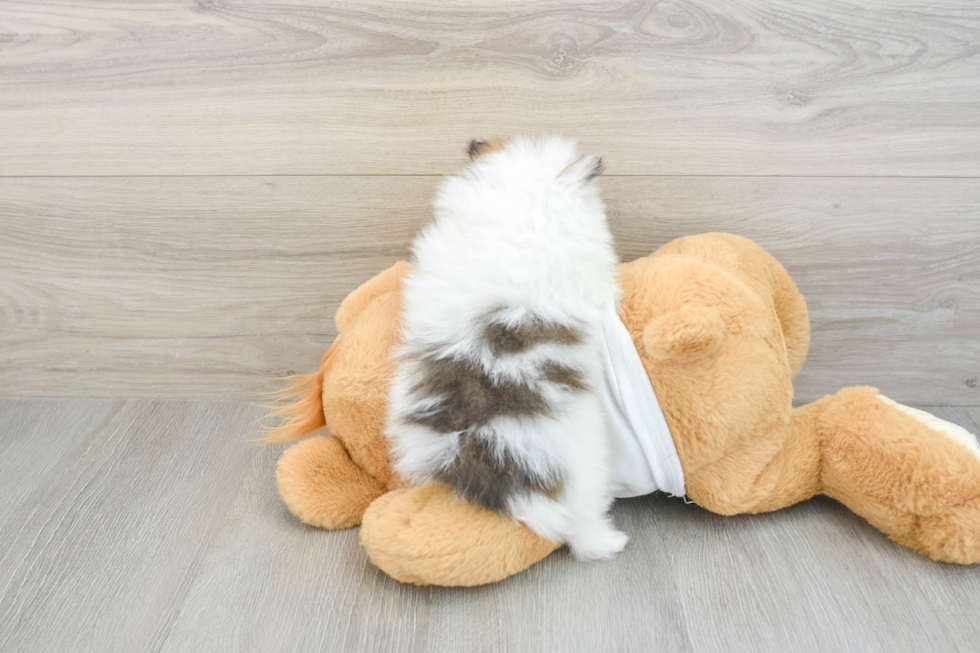Funny Pomeranian Baby