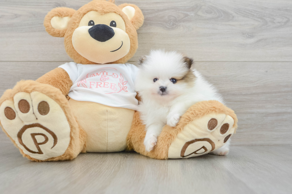 Adorable Deutscher Spitz Purebred Puppy