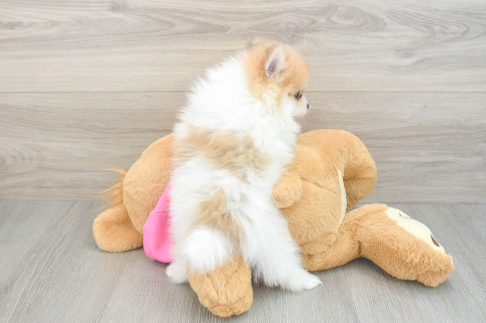 Popular Pomeranian Purebred Pup