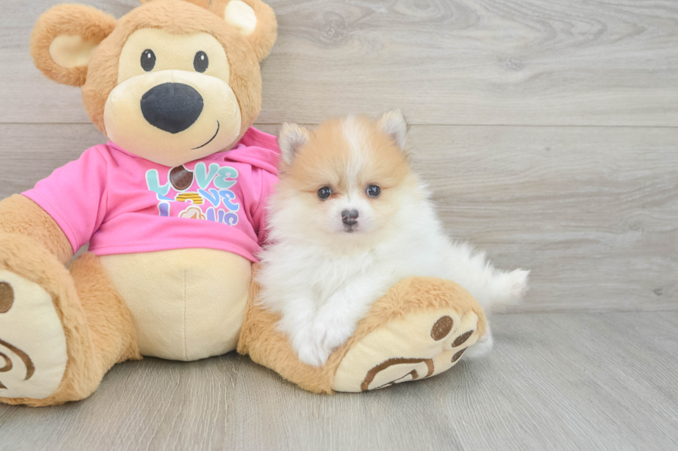 Best Pomeranian Baby